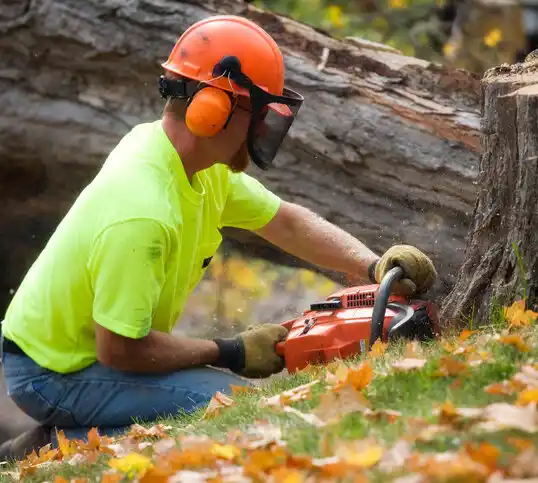 tree services Mooringsport